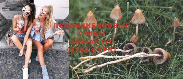 прущие грибы Богданович
