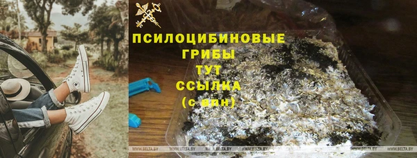 прущие грибы Богданович